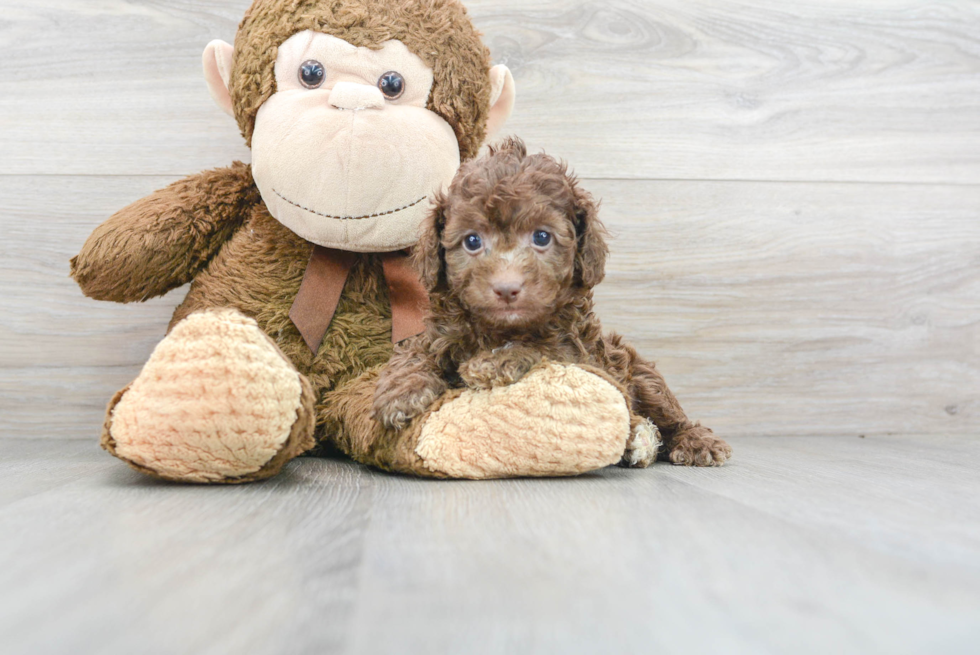 Cute Cockapoo Baby