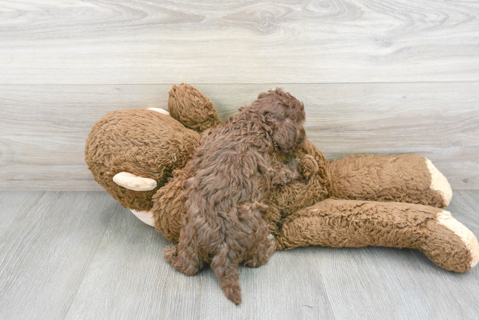 Popular Cockapoo Poodle Mix Pup