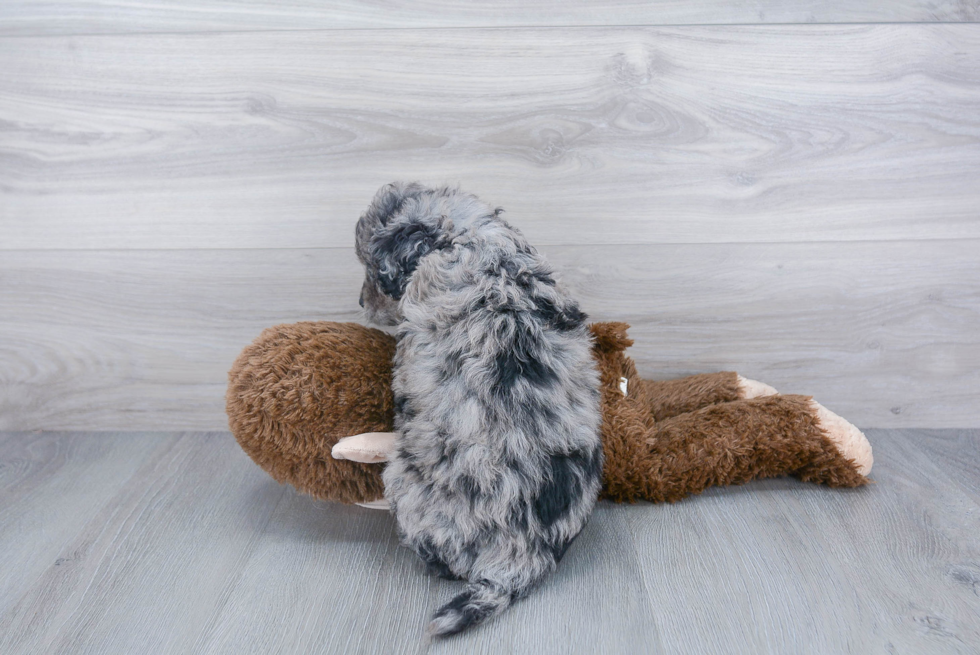 Petite Cockapoo Poodle Mix Pup