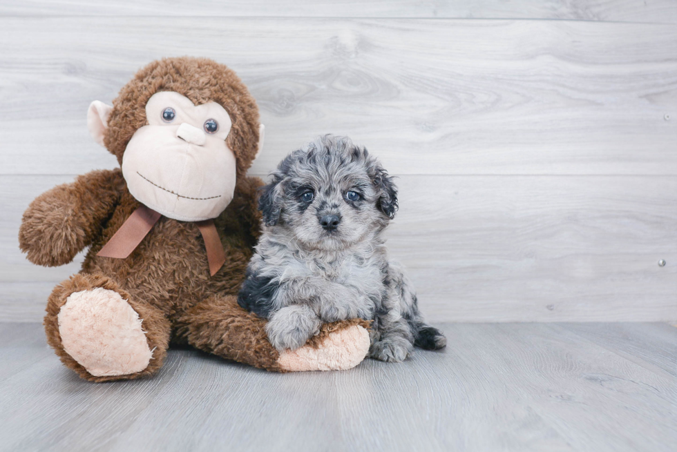 Little Cockerpoo Poodle Mix Puppy