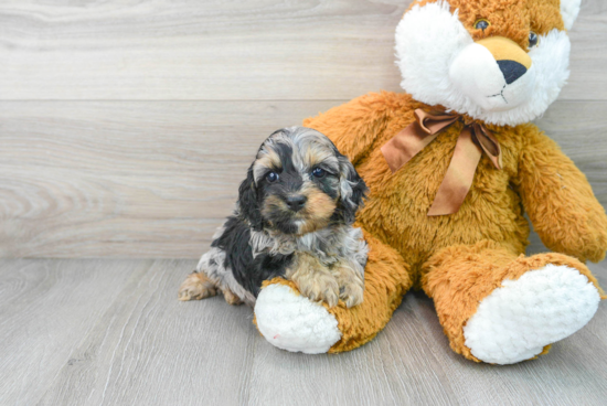 Hypoallergenic Cockerpoo Poodle Mix Puppy