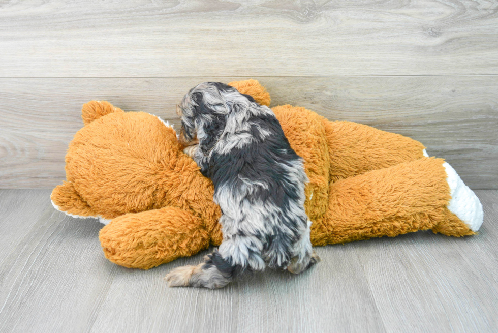 Smart Cockapoo Poodle Mix Pup