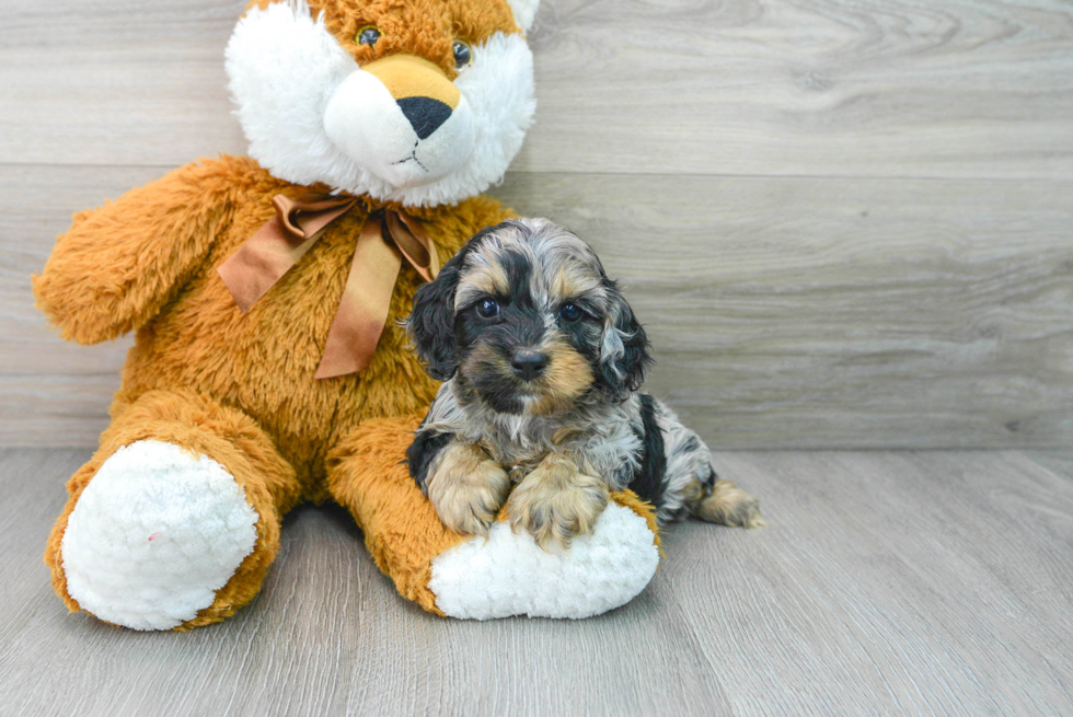 Cute Cockapoo Baby