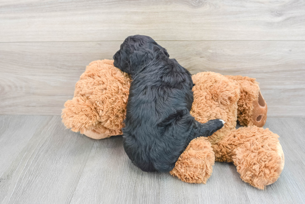 Cockapoo Puppy for Adoption