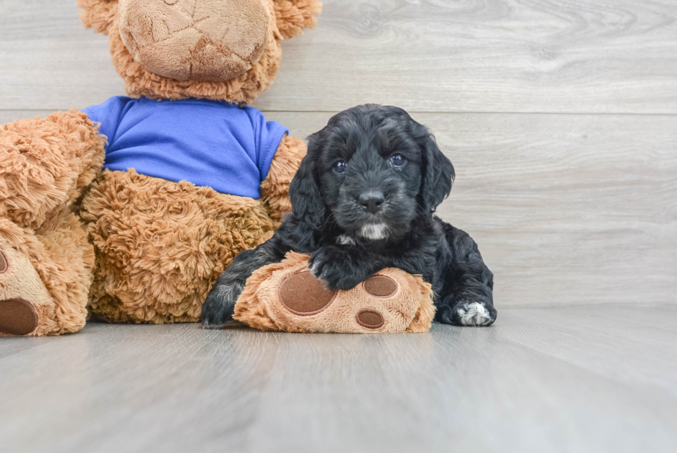 Cockapoo Puppy for Adoption