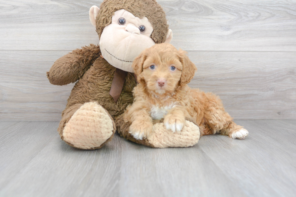 Popular Cockapoo Poodle Mix Pup