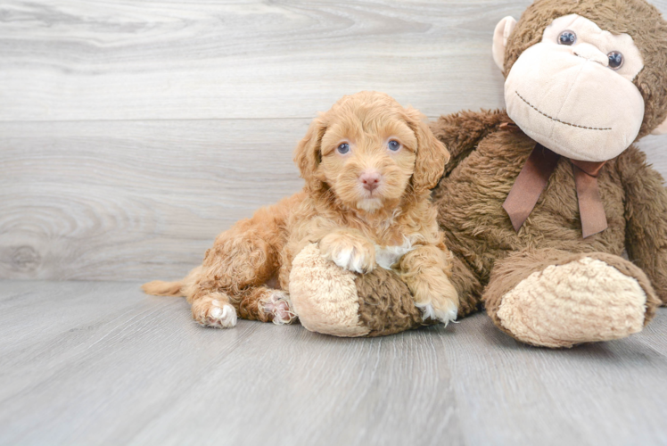 Fluffy Cockapoo Poodle Mix Pup