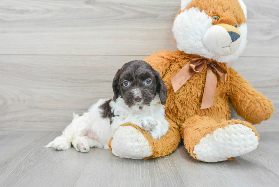Playful Cockerpoo Poodle Mix Puppy