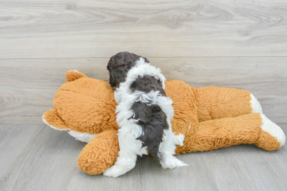 Playful Cockerpoo Poodle Mix Puppy