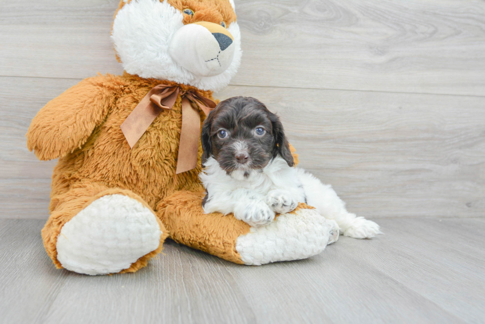 Cockapoo Pup Being Cute