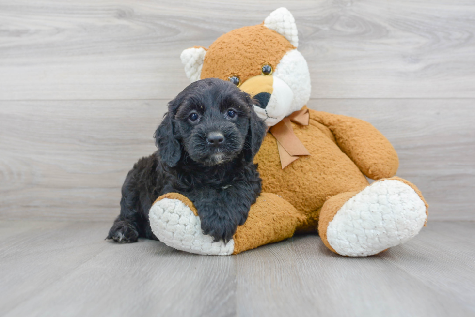 Cockapoo Puppy for Adoption