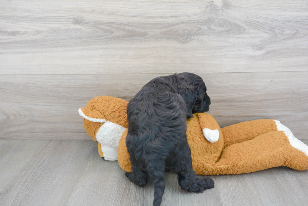 Friendly Cockapoo Baby