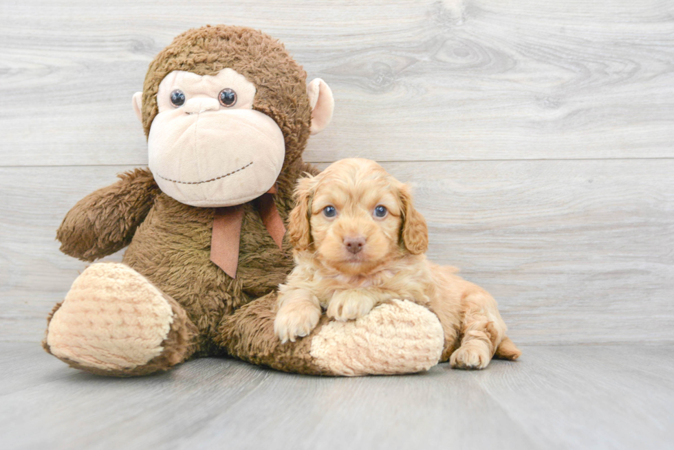 Happy Cockapoo Baby