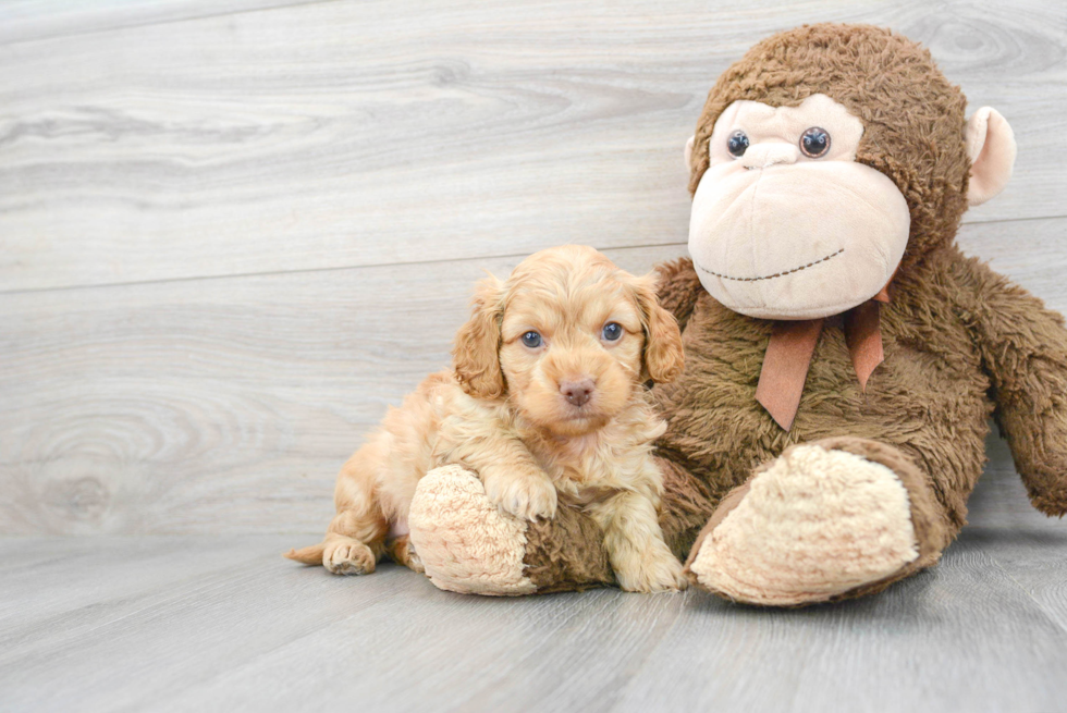 Cockapoo Puppy for Adoption