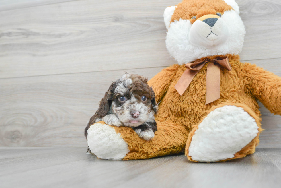 Cockapoo Pup Being Cute