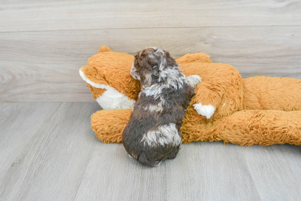 Cockapoo Puppy for Adoption