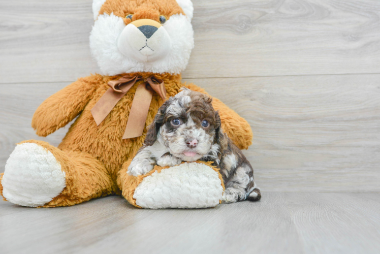 Fluffy Cockapoo Poodle Mix Pup