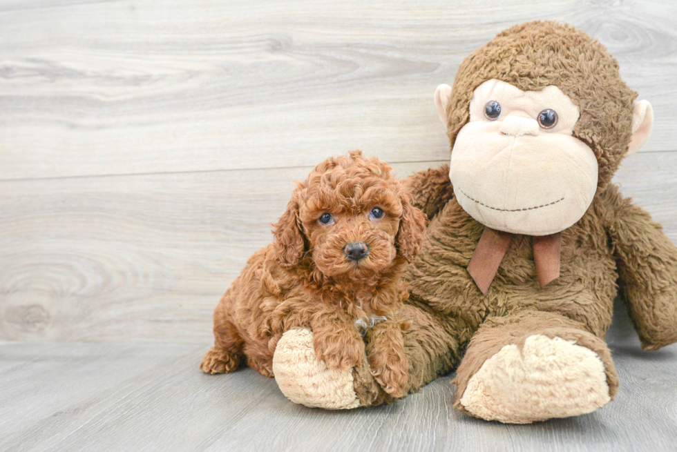 Little Cockerpoo Poodle Mix Puppy