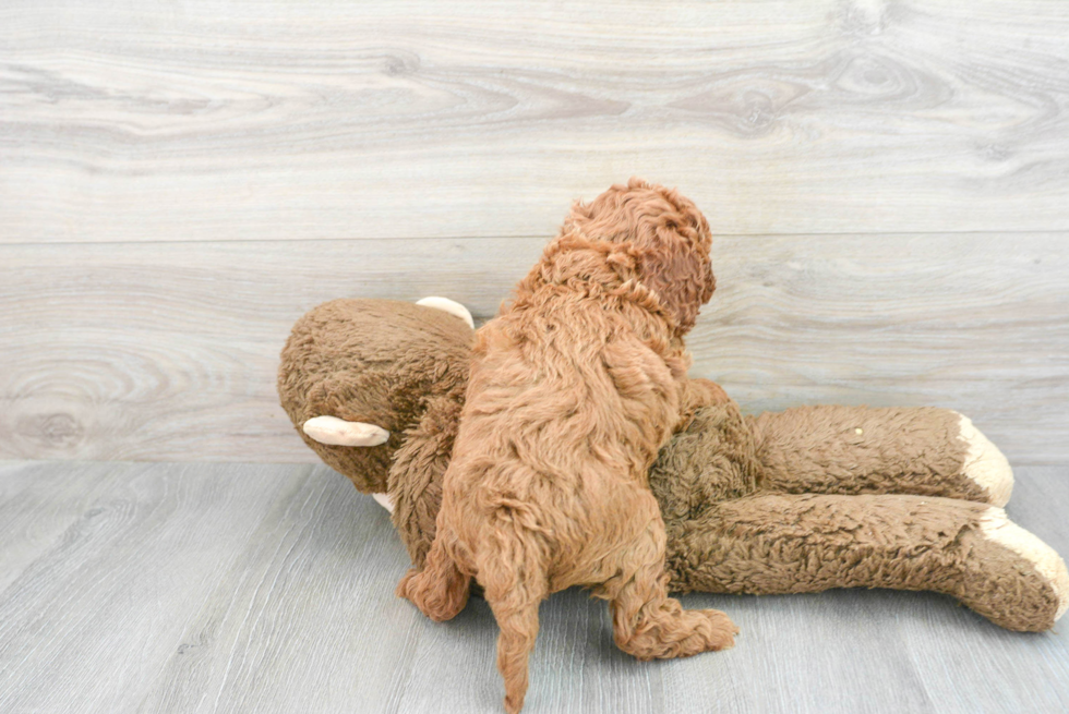 Cockapoo Pup Being Cute