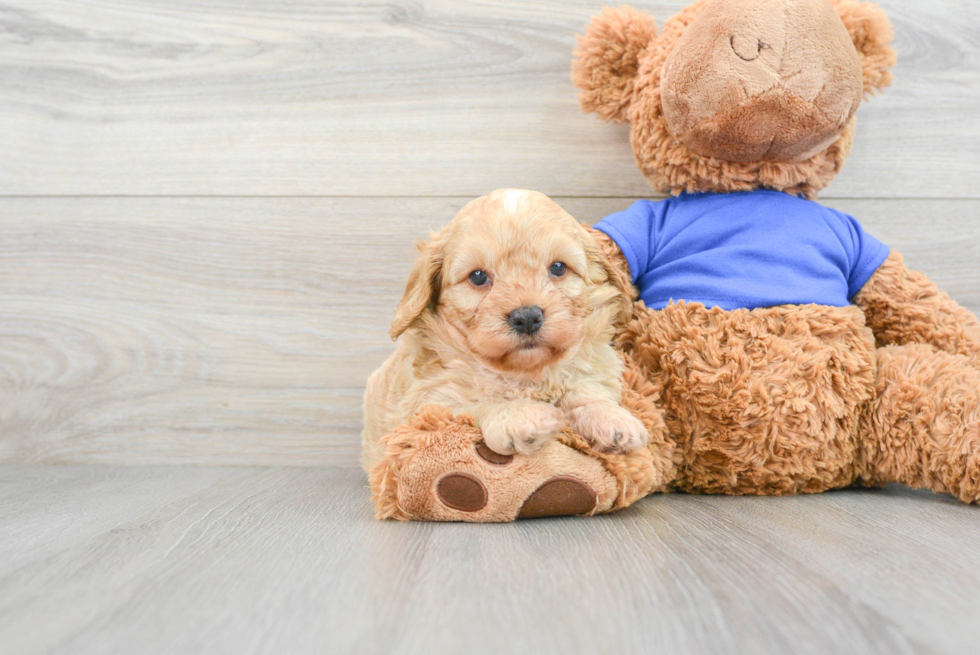 Best Cockapoo Baby