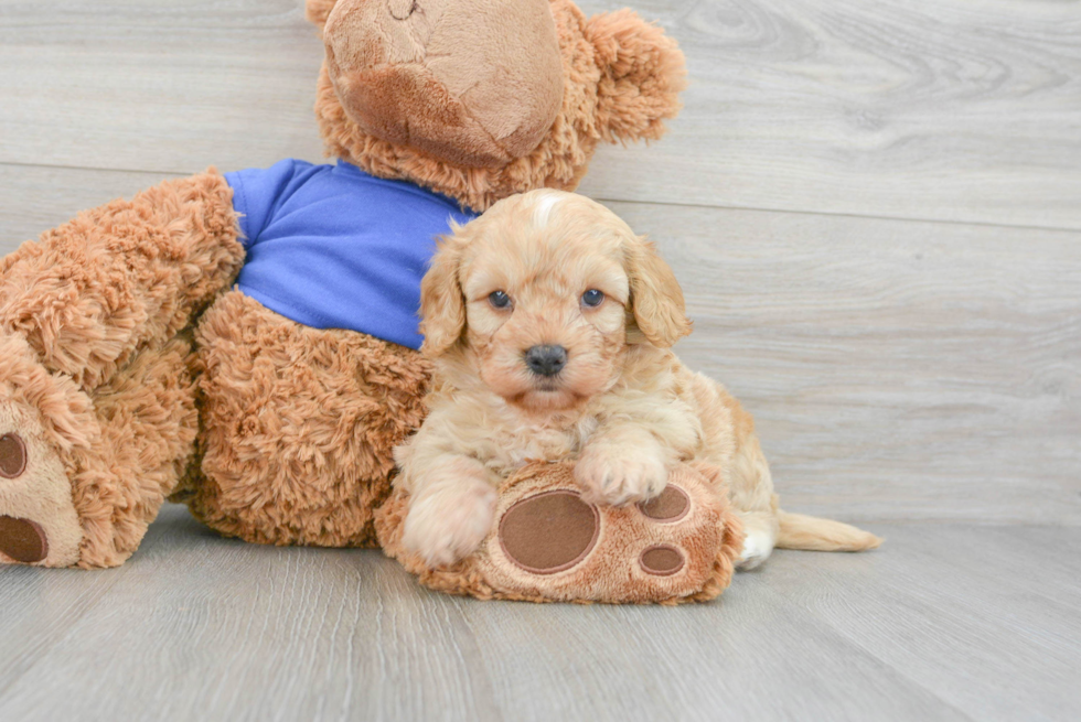 Cockapoo Puppy for Adoption