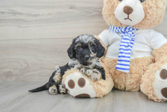 Playful Cockerpoo Poodle Mix Puppy