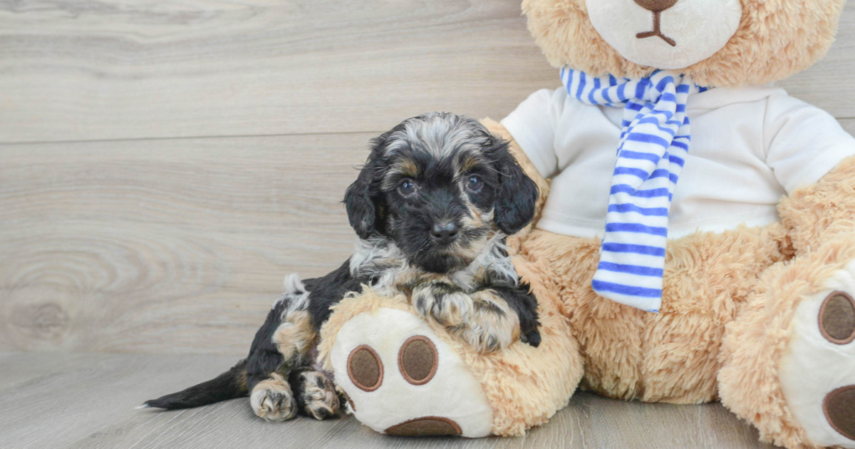 Smart Cockapoo Santino: 4lb 12oz Doodle Puppy