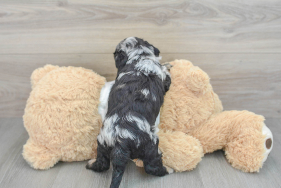 Cockapoo Puppy for Adoption