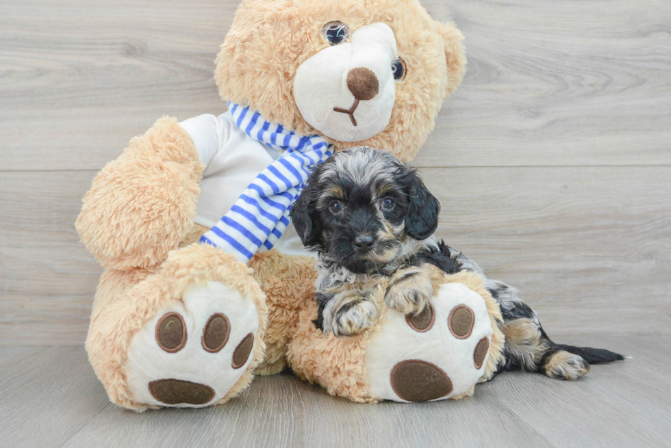 Cockapoo Puppy for Adoption