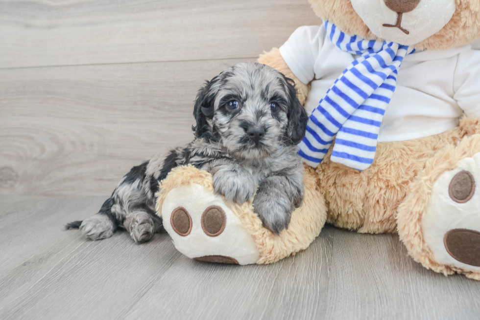 Cockapoo Puppy for Adoption