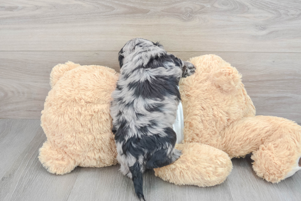 Best Cockapoo Baby