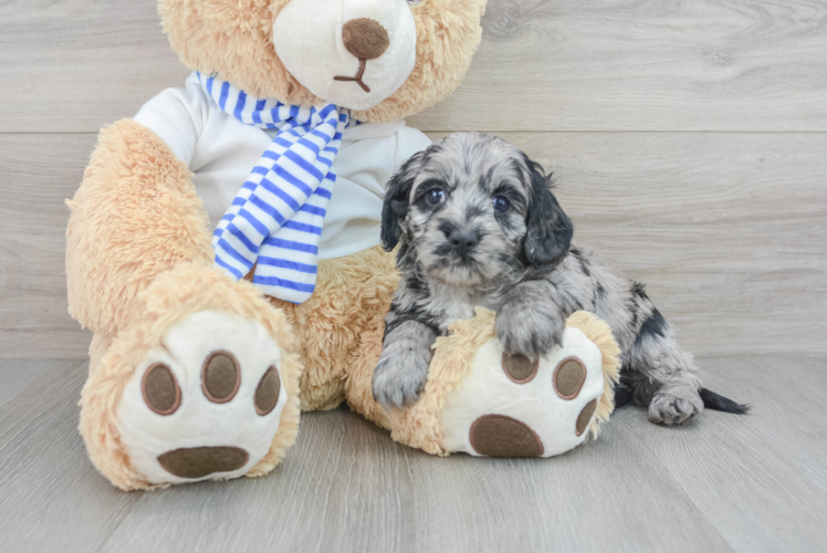 Cockapoo Pup Being Cute