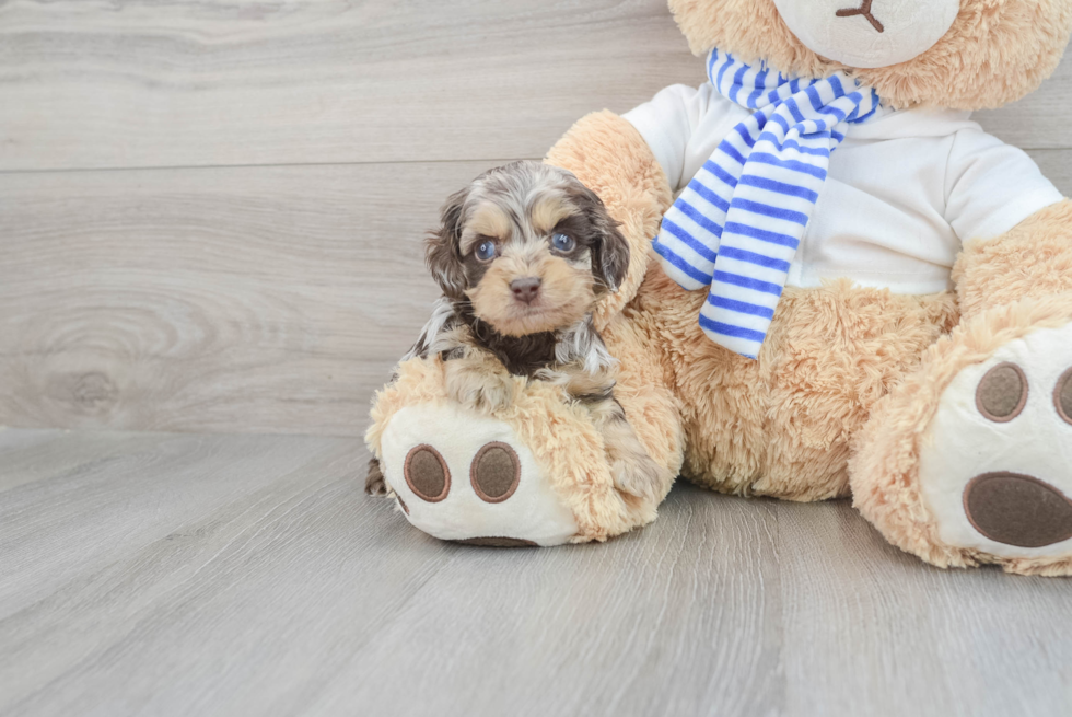 Cockapoo Pup Being Cute