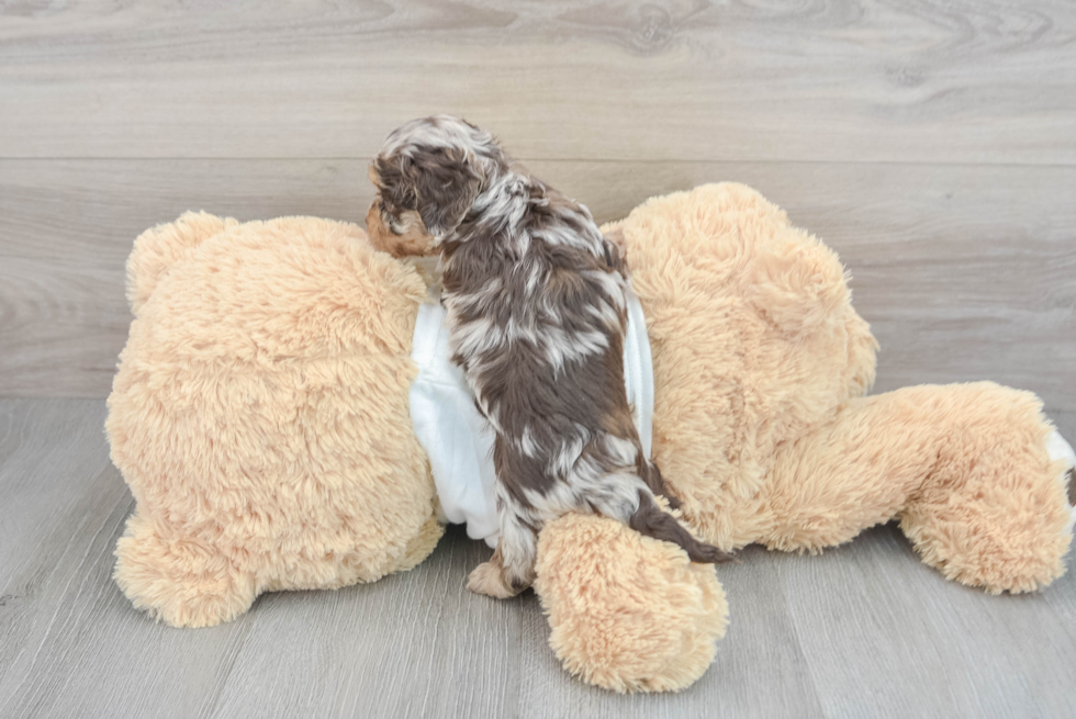 Cockapoo Pup Being Cute