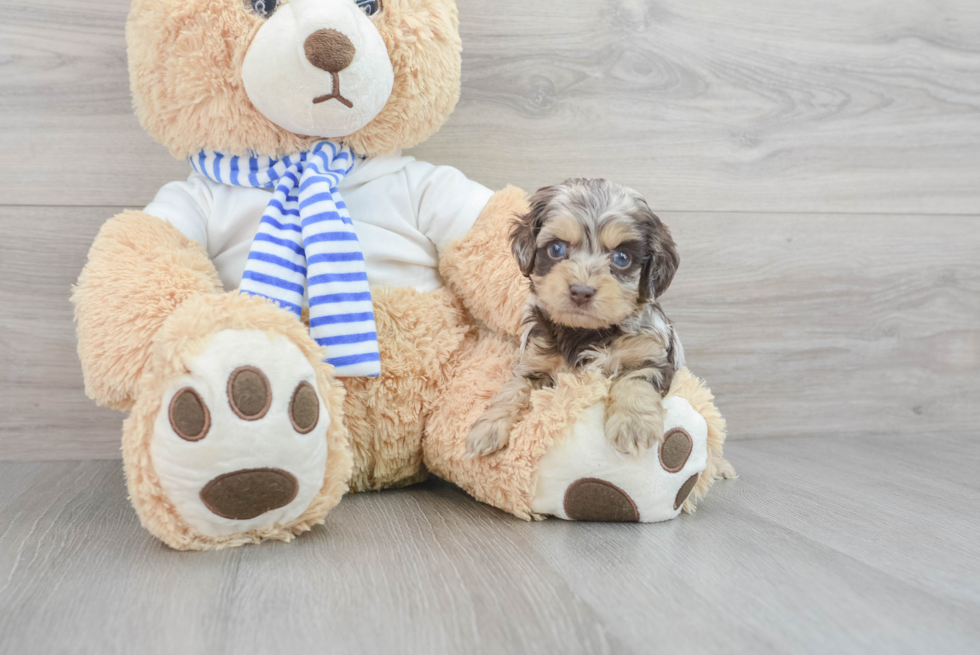 Petite Cockapoo Poodle Mix Pup