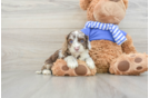 Best Cockapoo Baby