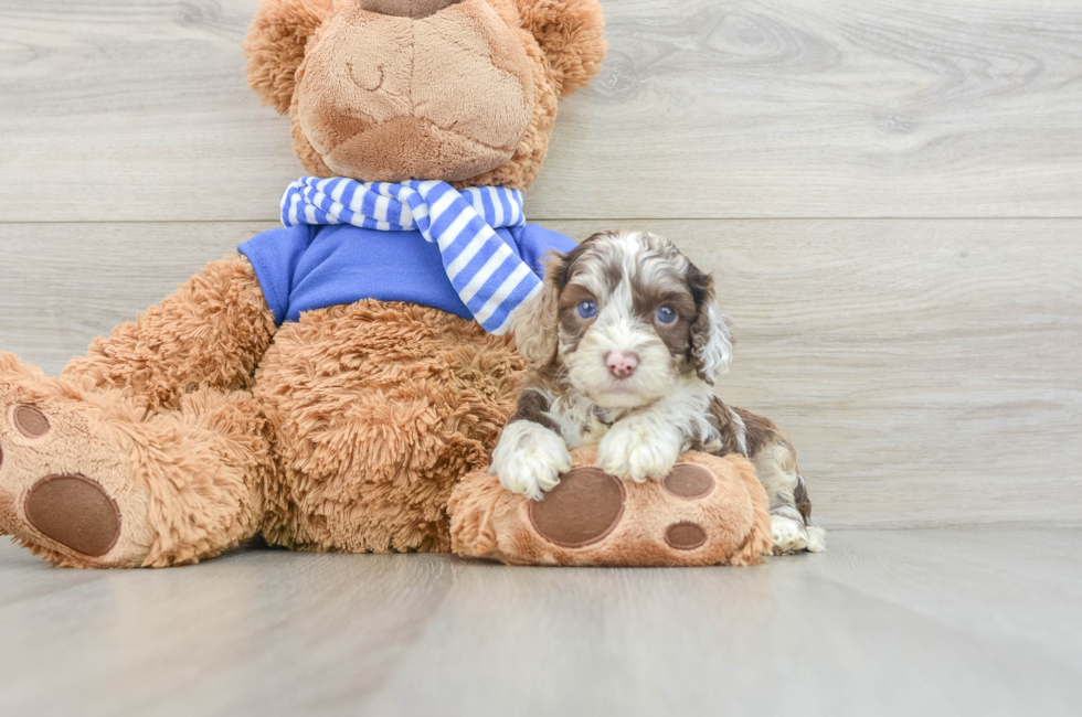 5 week old Cockapoo Puppy For Sale - Premier Pups