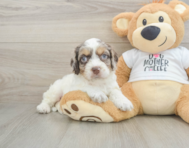 8 week old Cockapoo Puppy For Sale - Premier Pups