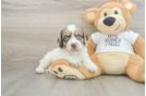 Petite Cockapoo Poodle Mix Pup