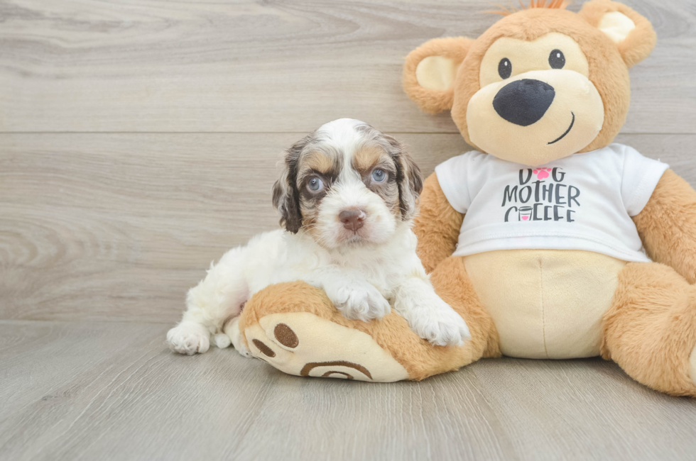 5 week old Cockapoo Puppy For Sale - Premier Pups
