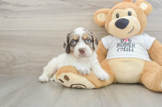 Petite Cockapoo Poodle Mix Pup