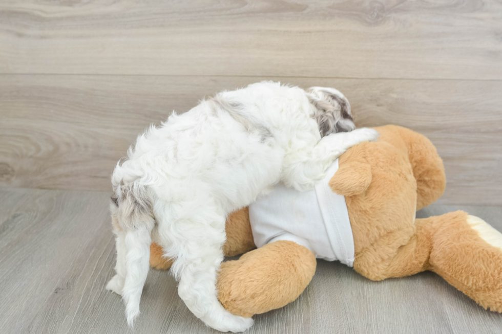 Cockapoo Pup Being Cute