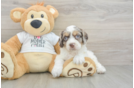 Cockapoo Puppy for Adoption