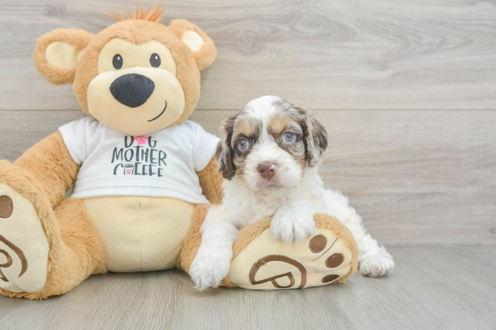 Cockapoo Puppy for Adoption
