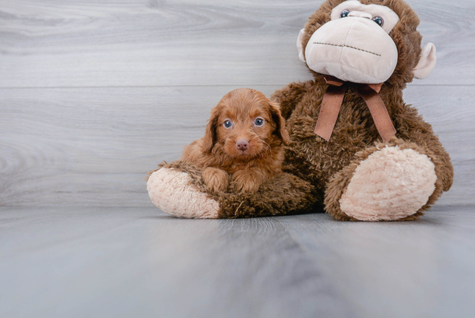 Cockapoo Pup Being Cute