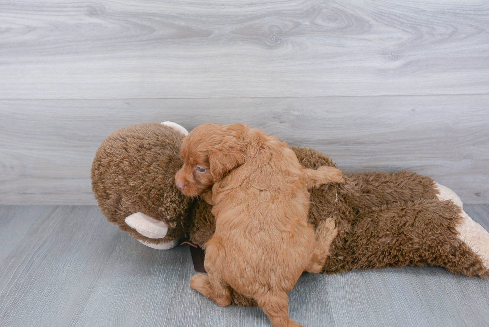 Playful Cockerpoo Poodle Mix Puppy