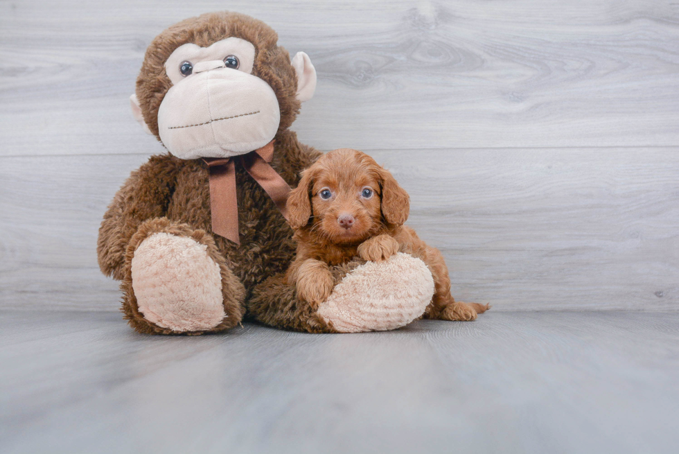 Friendly Cockapoo Baby