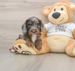 8 week old Cockapoo Puppy For Sale - Premier Pups