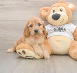 5 week old Cockapoo Puppy For Sale - Premier Pups