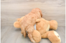Cockapoo Puppy for Adoption